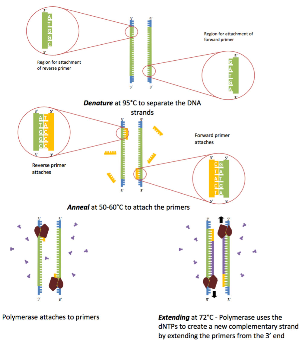 Polymerase Chain Reaction (PCR) - Diamantina Institute - University of
